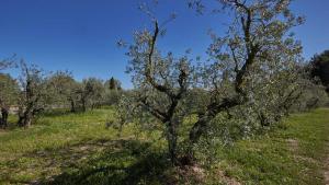 Olivenbäume in Le Beaux